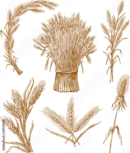 wheat