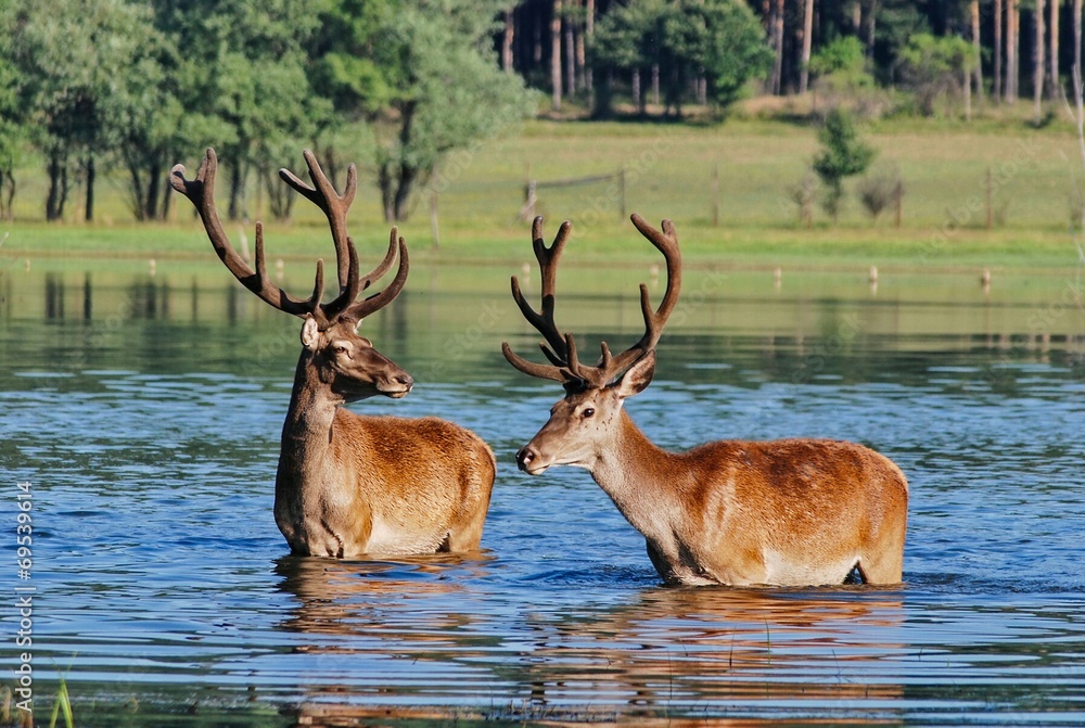 Naklejka premium Deers in the water