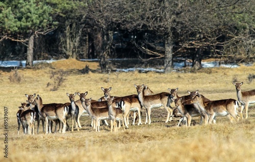 A flock of deers in the forest
