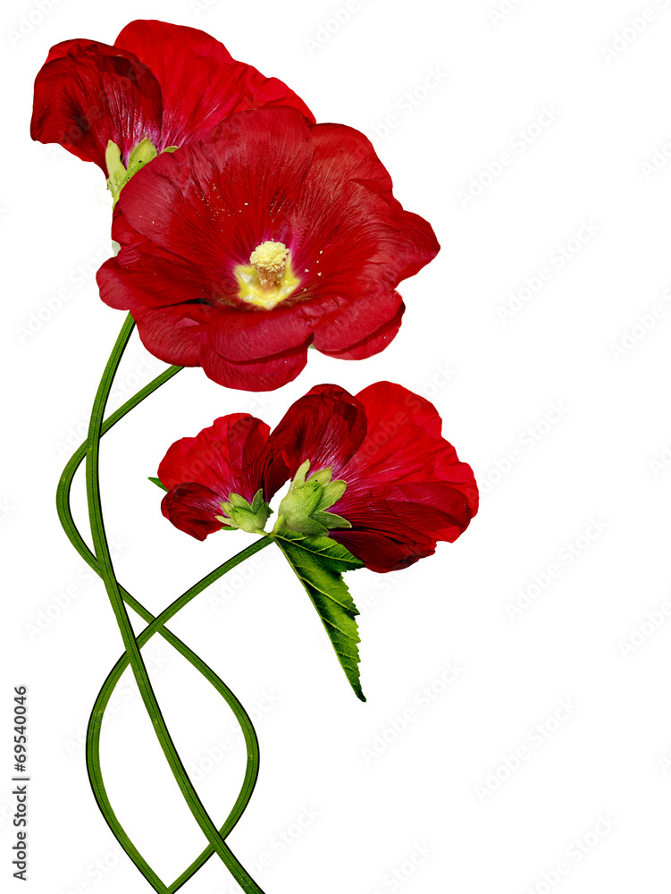 mallow flowers isolated on white background mallow flowers isolated on white background