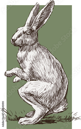 white rabbit