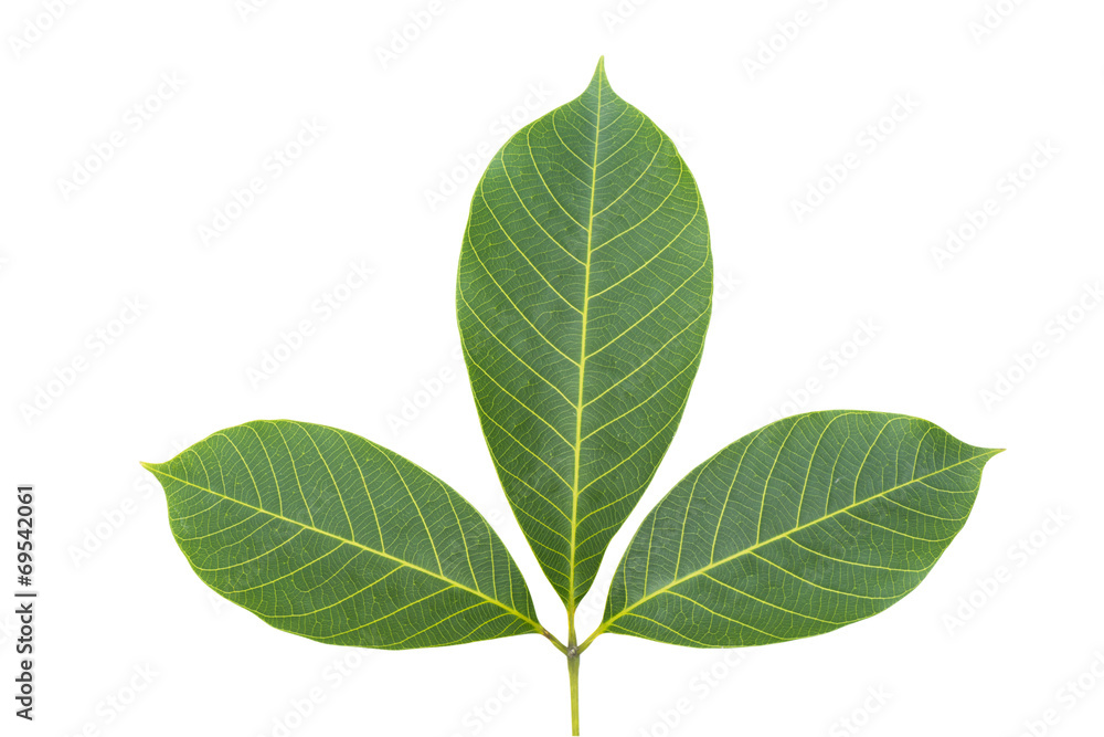 Fototapeta premium Rubber leaf isolated with clipping path