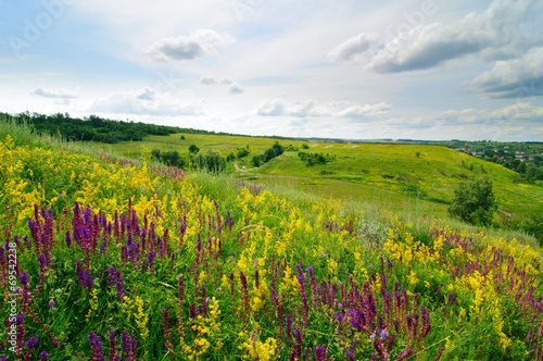 Landscape with wild flowers