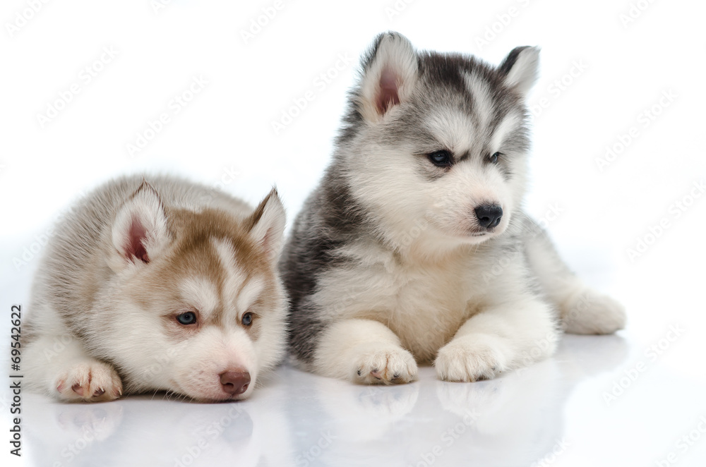 Cute little husky puppy isolated