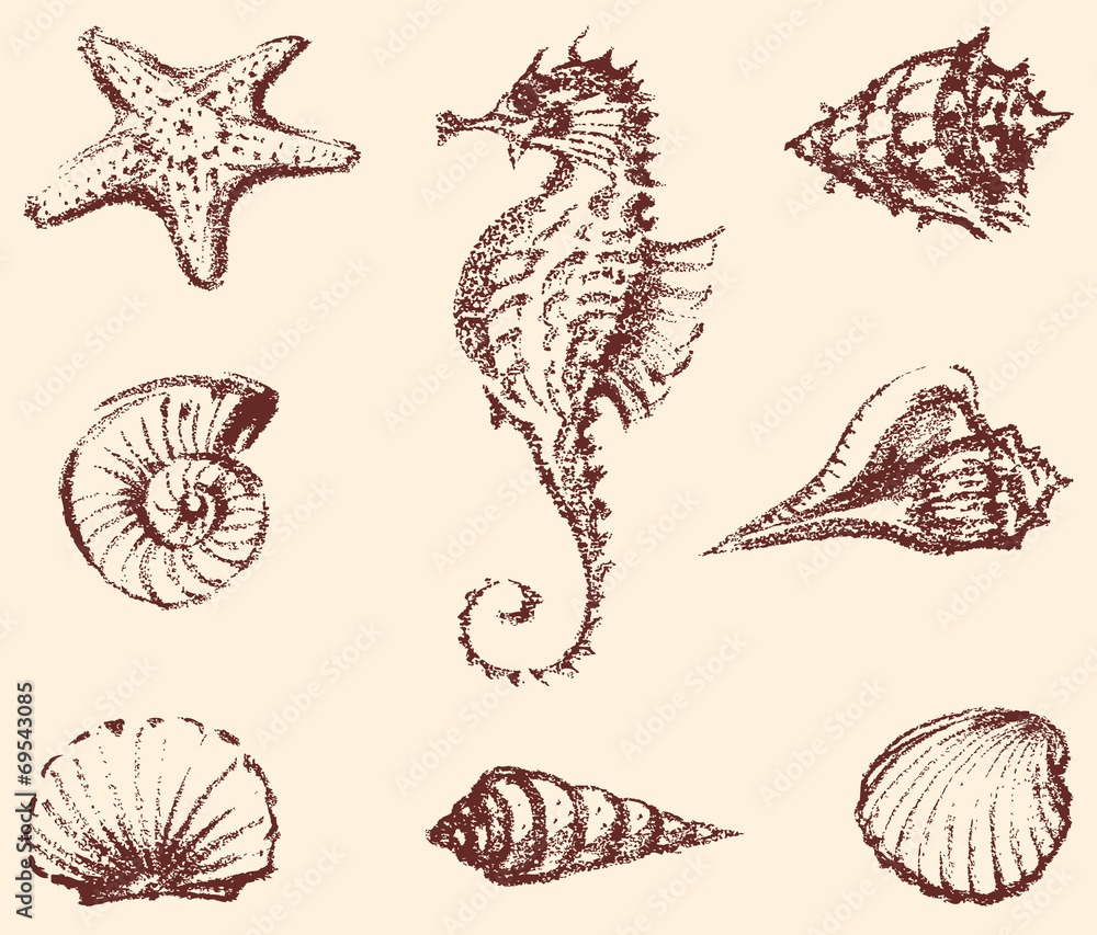 Obraz premium marine life