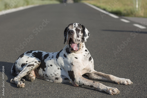 Fototapeta Naklejka Na Ścianę i Meble -  Dog lying down on street