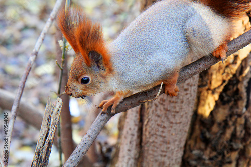 squirrel standing on the ground on his hind legs