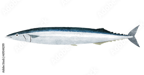 Fototapeta 秋刀魚