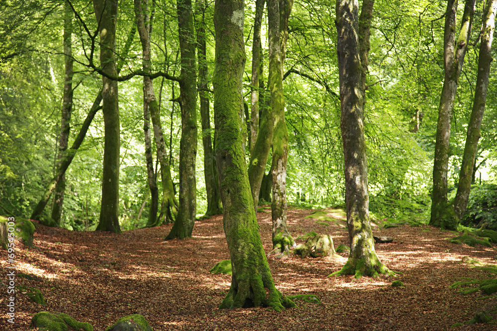 Naklejka premium wald