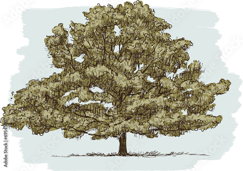 old oak