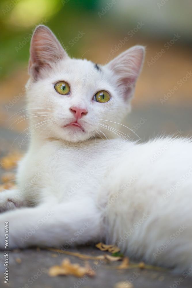 Close-up of a street cat