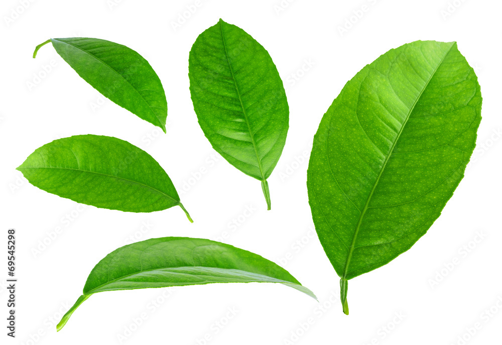 Lemon leaves isolated on a white background Lemon leaves isolated on a white background