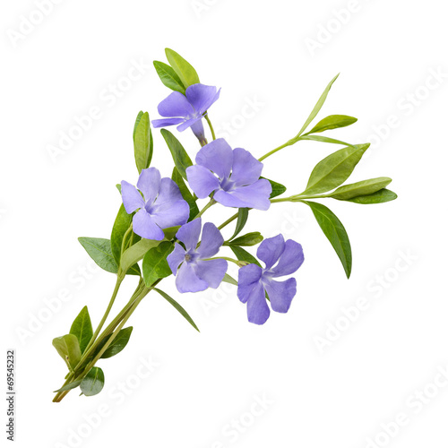 Canvas Print Periwinkle, Vinca minor isolated on white background