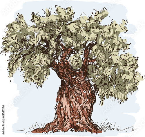 olive tree