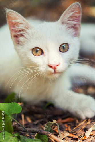 Close-up of a street cat photo