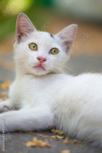 Close-up of a street cat © merydolla