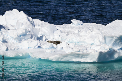 Antarctic Seals - Crabeater Seals Group On An Iceberg © adfoto