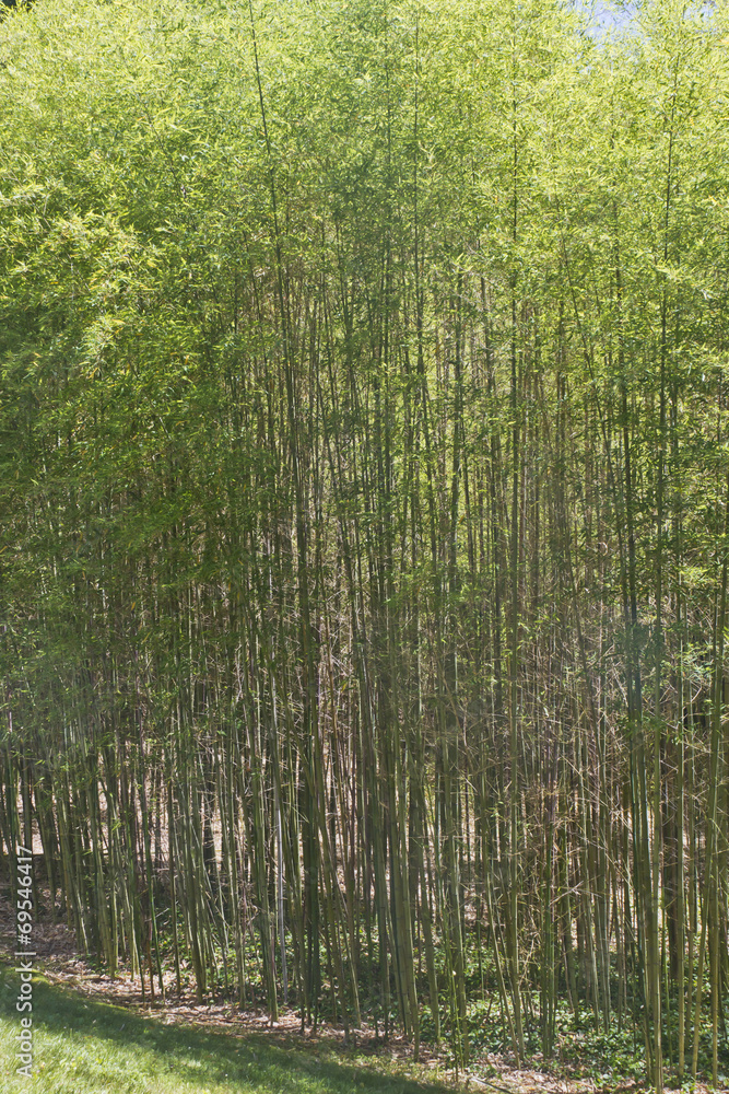 Fototapeta premium Bamboo Forest