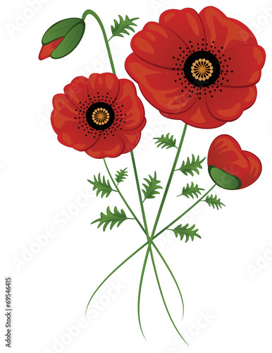Klatschmohn auf weißen Hintergrund