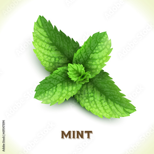 Mint leaf isolated on white