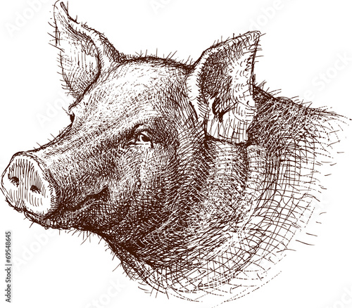 Pig