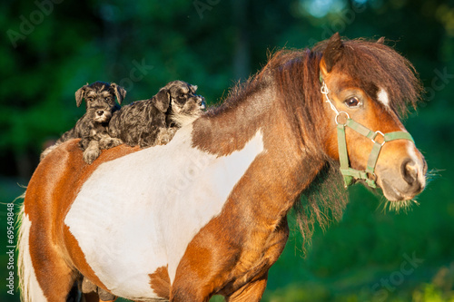 Miniature schnauzer puppies riding little pony © Rita Kochmarjova
