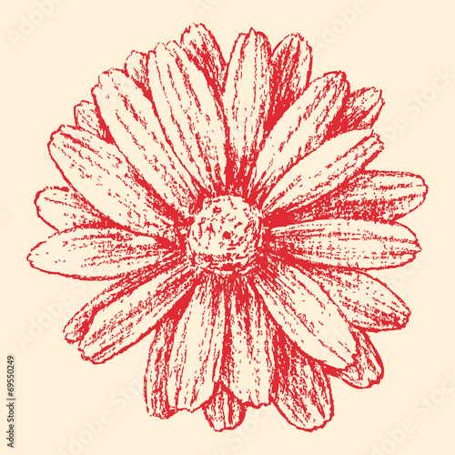 Fototapeta Naklejka Na Ścianę i Meble -  red gerbera