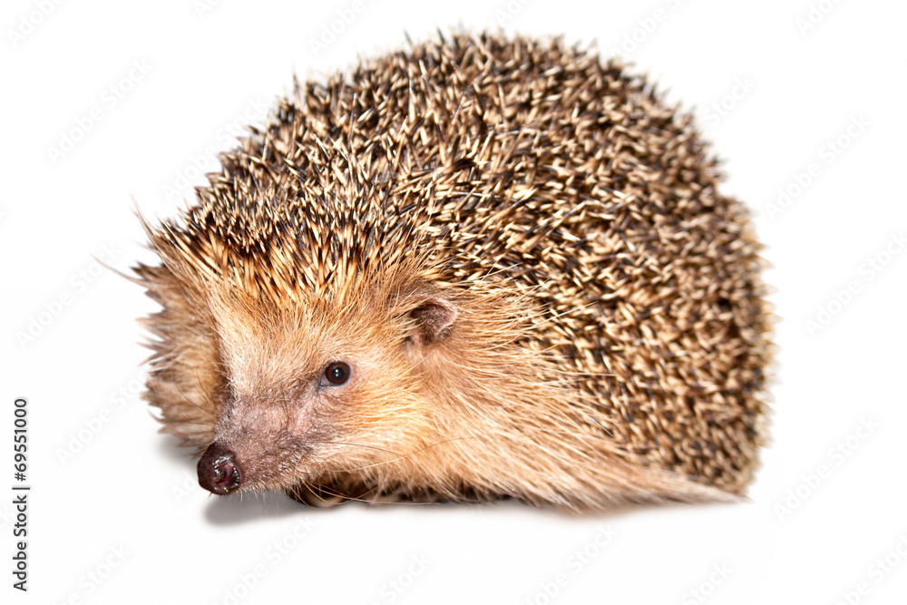 Hedgehog Isolated Hedgehog Isolated