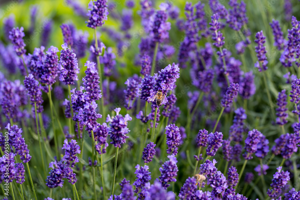Gardens with the flourishing lavender Gardens with the flourishing lavender