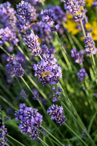 Gardens with the flourishing lavender