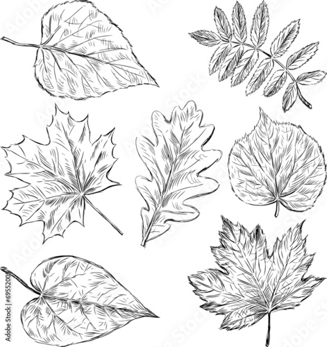 sketches of the leaves