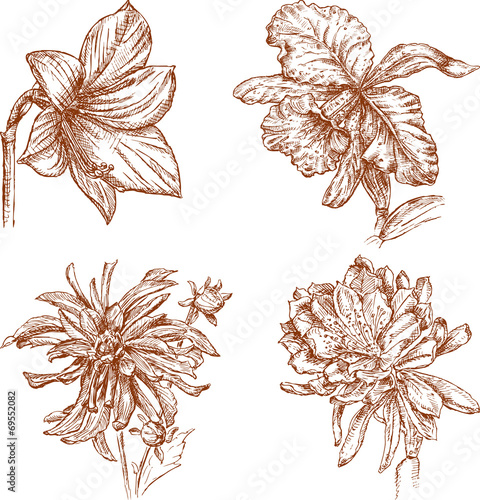 sketches of the flowers