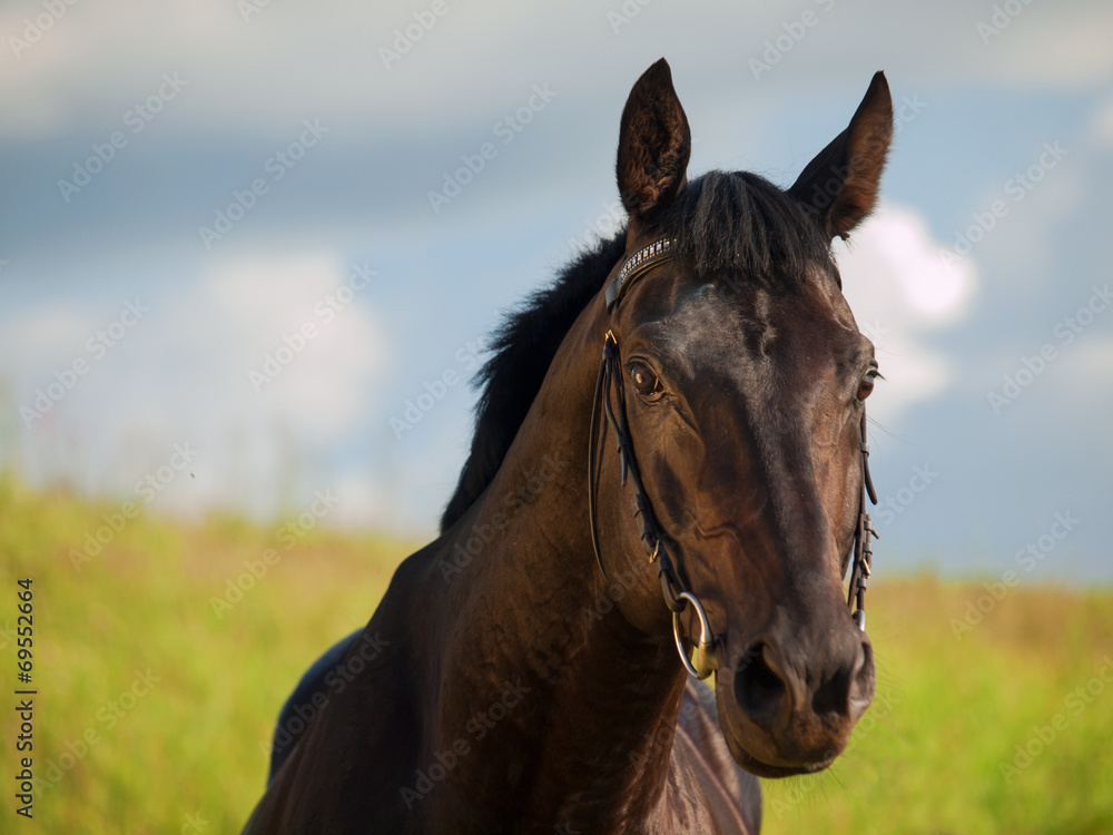 portrait of breed black stallion in the field - obrazy, fototapety, plakaty 