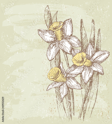 three narcissuses