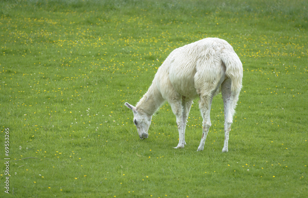 Hairy White Alpaca Eating grass Hairy White Alpaca Eating grass