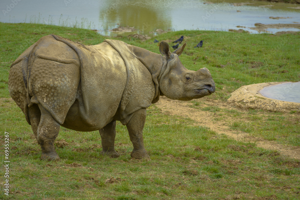 Naklejka premium Grey Rhinoceros without Hornes