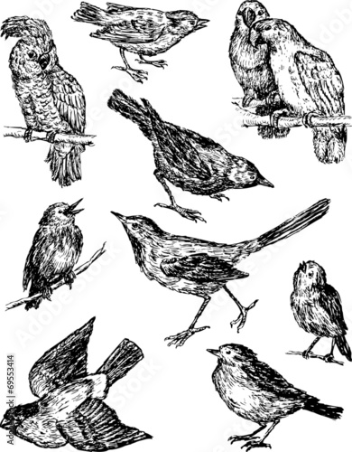 wild drawn birds