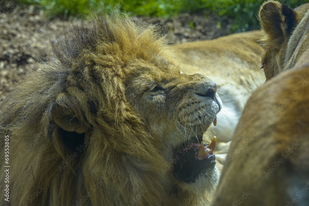 Obraz premium Male Lion Angry with a Lioness