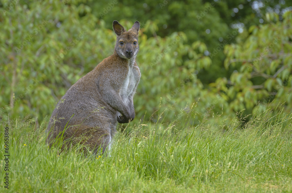 Kangaroo Staring at the Camera Kangaroo Staring at the Camera
