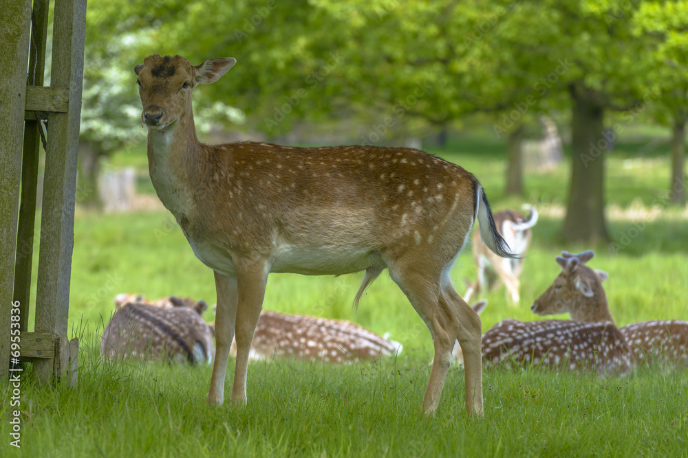 Deer in Richmond Park Deer in Richmond Park