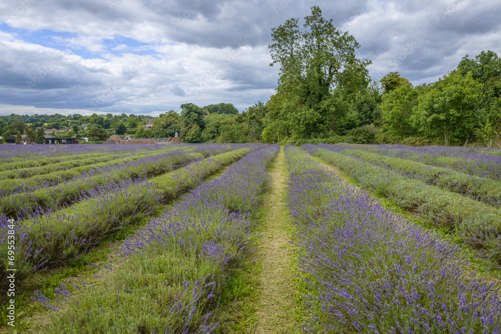 Lavender field in a semi-cloudy day