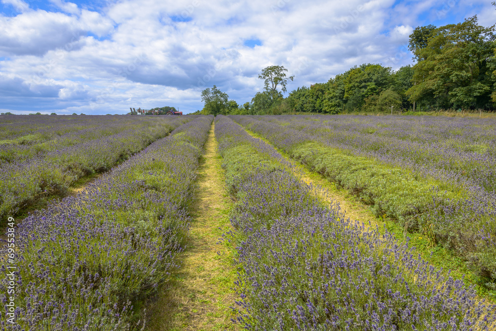 Lavender field in a semi-cloudy day Lavender field in a semi-cloudy day