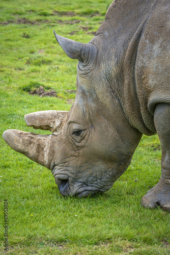 Close-up of a Rhino eating grass