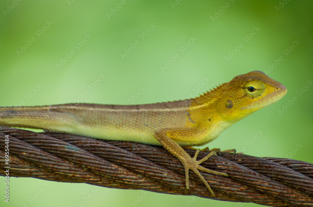 Fototapeta premium lizards in sling .