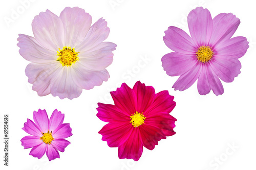 blooming cosmos flowers isolated on white background.
