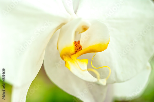 Close up orchia,Phalaenopsis orchid. photo