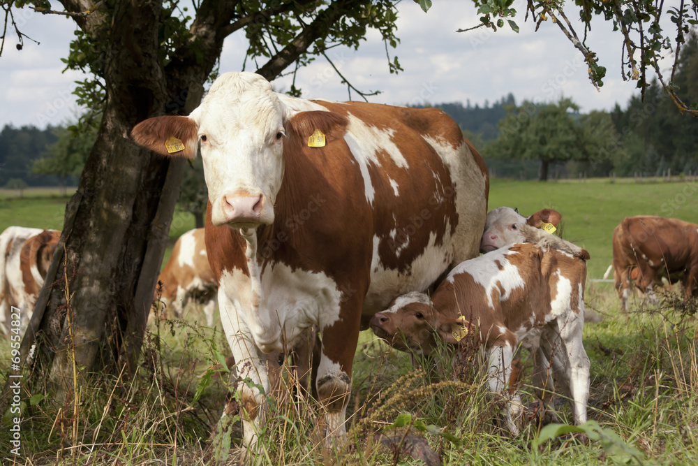 Kuh und Kälbchen auf der Wiese - Mutterkuh säugt Kalb mit Milch 