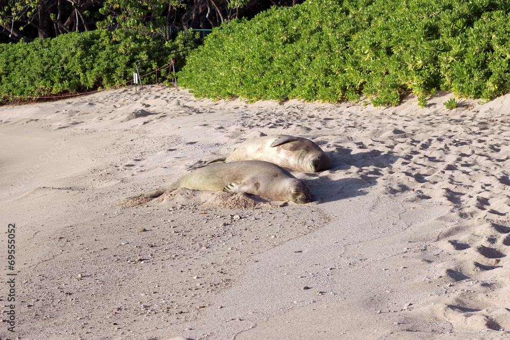 Obraz premium Two sleeping monk seals on the beach, Oahu, Hawaii