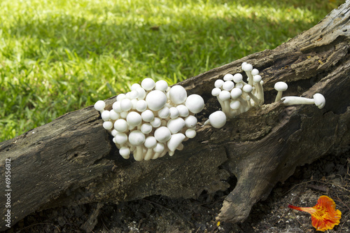 Mushroom group  grows in forests photo