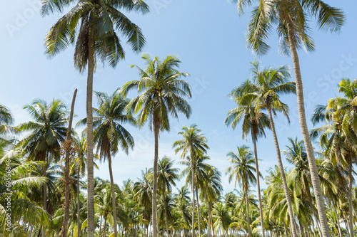 Coconut plantation © Wichit S